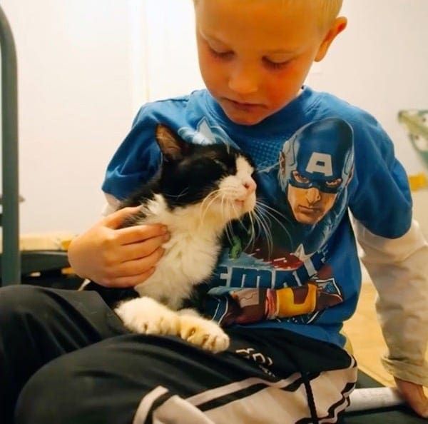 dexter-cat