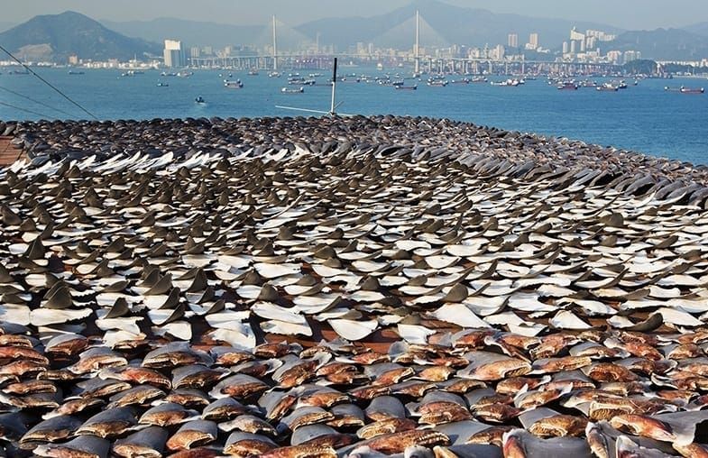 china-fin