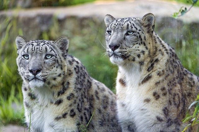 nepal-leopard