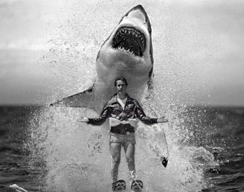 shark