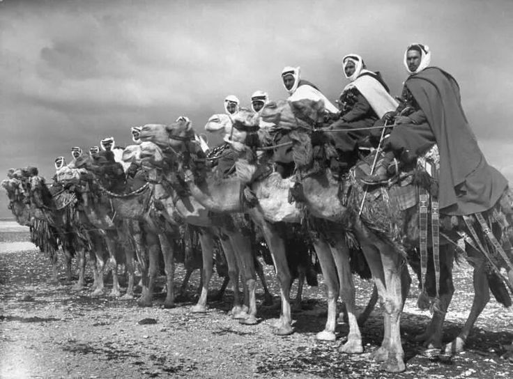 syria- camel