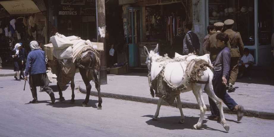 syria- donkeys