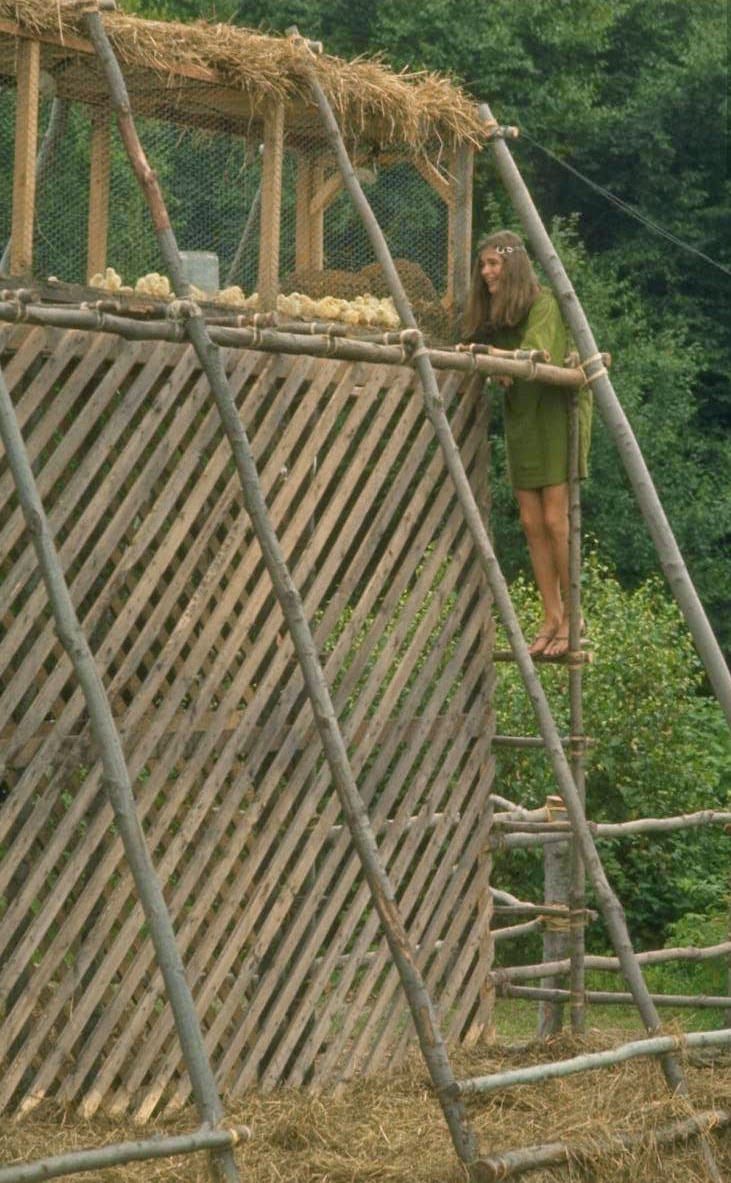 wood-chicks