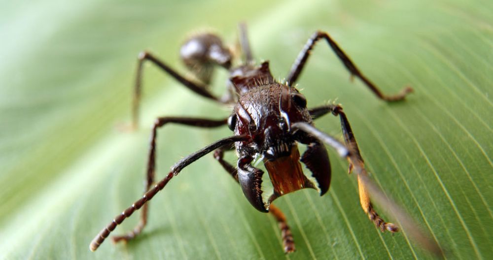 Bullet-Ant-Paraponera-clavata-e1492945970671-1024x541