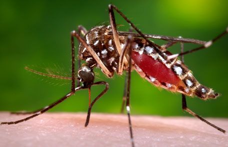 stopmosquitoes_456px