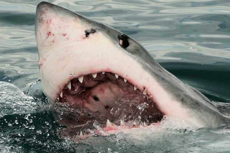 Great white shark breaking the surface in South Africa.