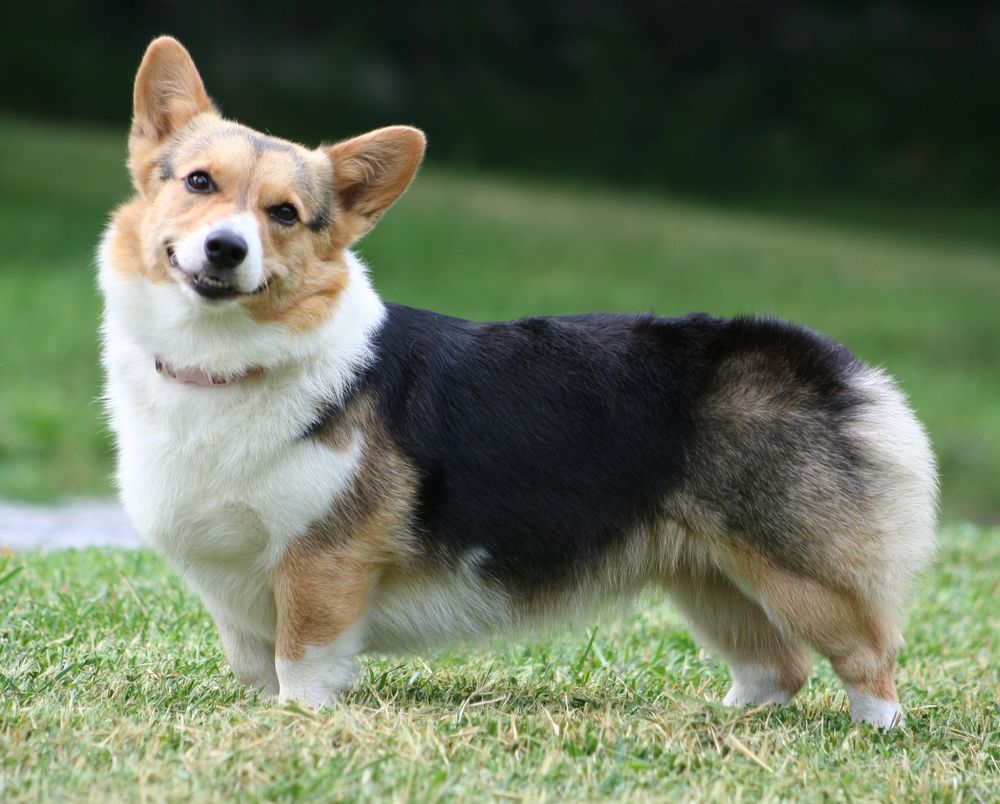 amazon-corgi