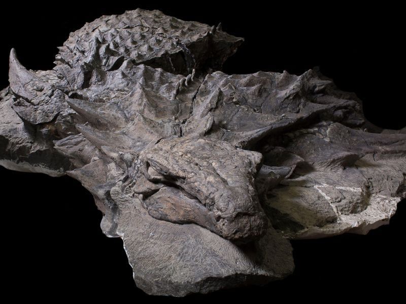 rtmp_gfd_nodosaur-uprepared
