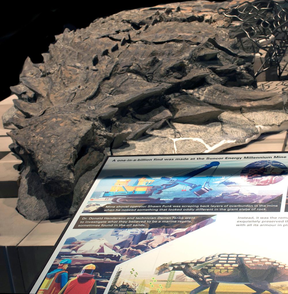rtmp-gfd-exhibit-nodosaur
