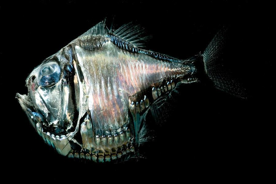 strange sea creatures - Giant Hatchetfish