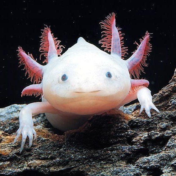 strange sea creatures - Axolotl