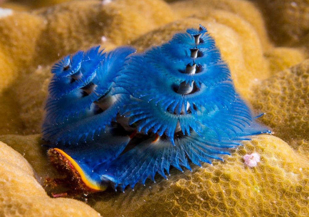 strange sea creatures - Christmas Tree Worm