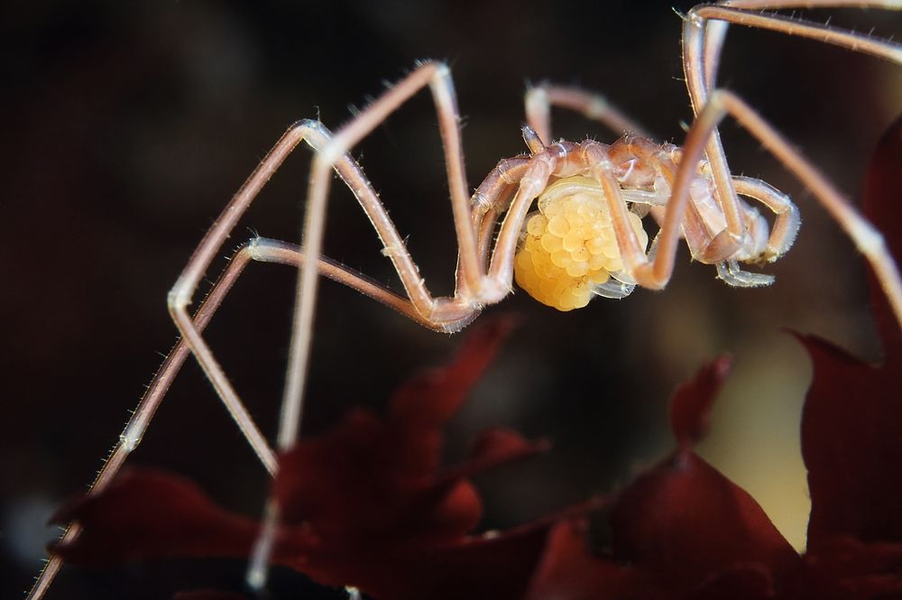 strange sea creatures - Pycnogonid Sea Spider