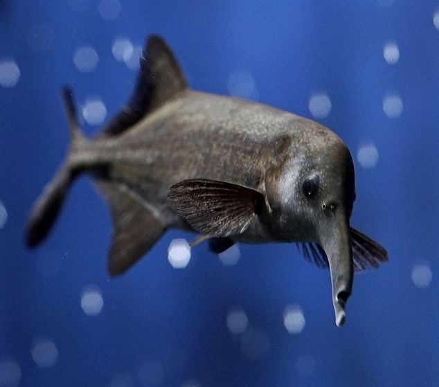 strange sea creatures - african elephant fish