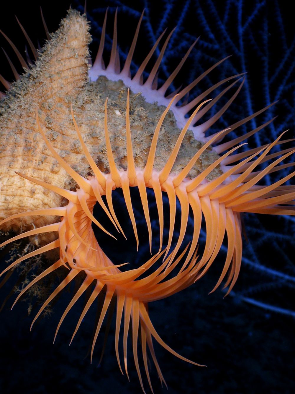 strange sea creatures - Venus Flytrap Anemone