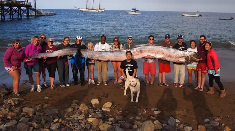 strange sea creatures - Oarfish