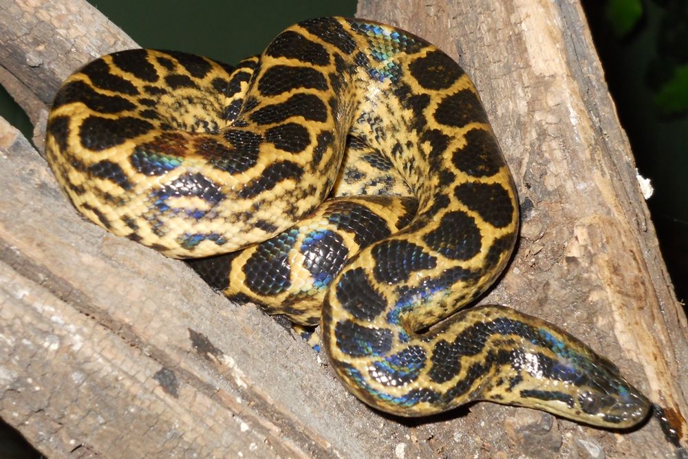 Dangerous Species Yellow Anaconda