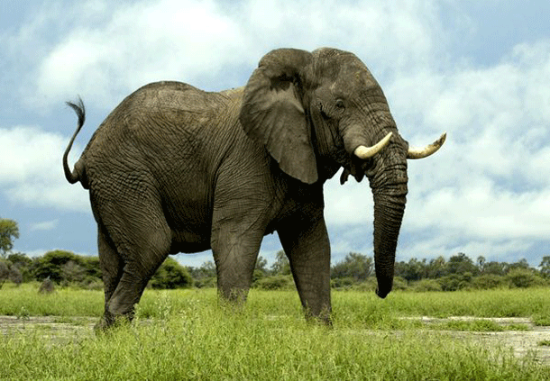 Dangerous Species Elephants