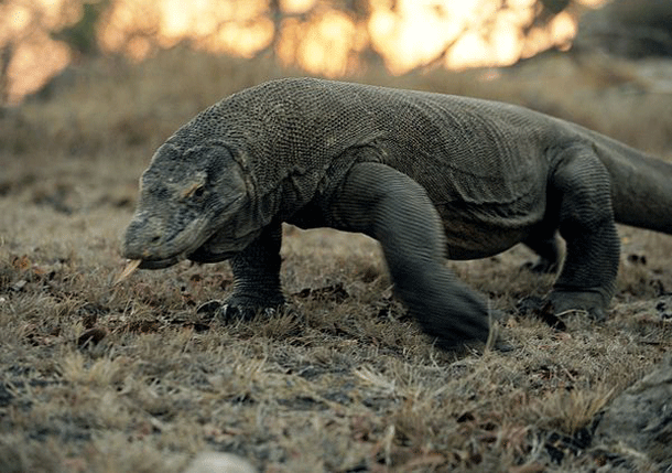 Dangerous Species Komodo Dragon