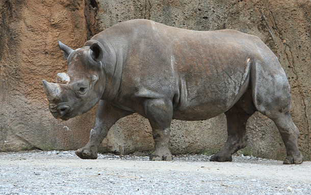 Dangerous Species Rhinoceros