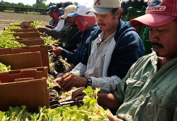 minority- workers