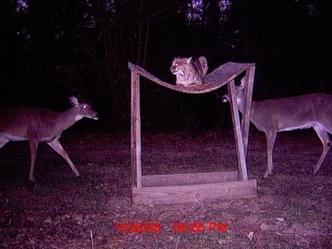 animal- rest 