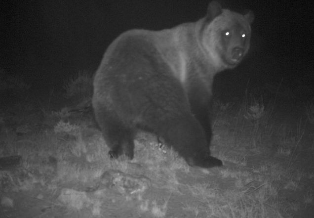 animals- bears
