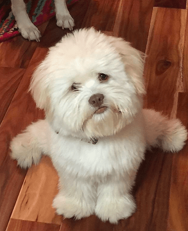 misleading-dog