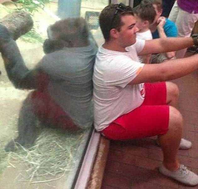 misleading-gorilla