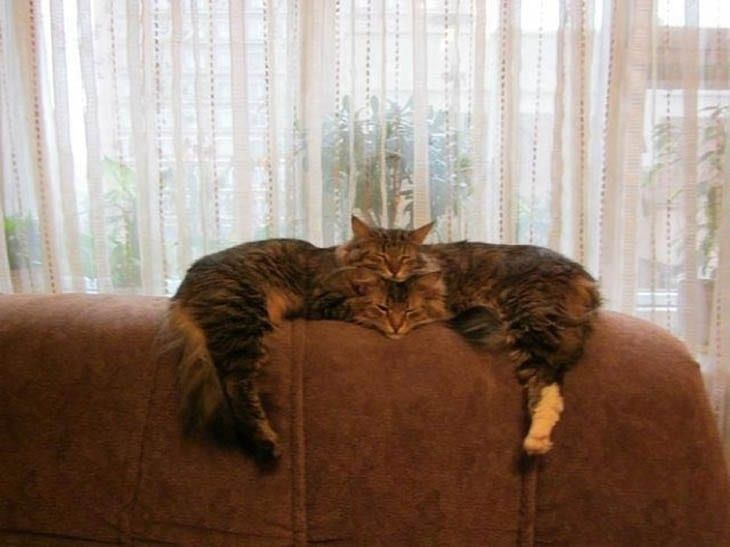 misleading- cats