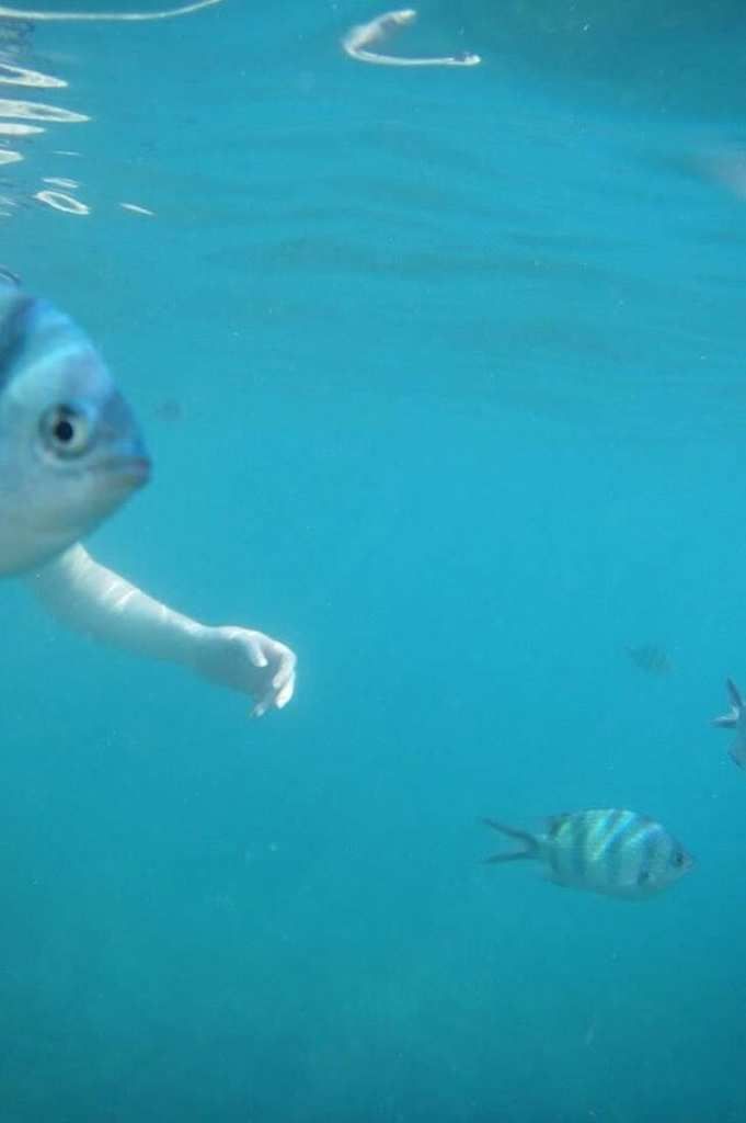 misleading-arms fish