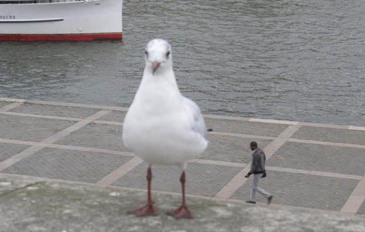 misleading-bird