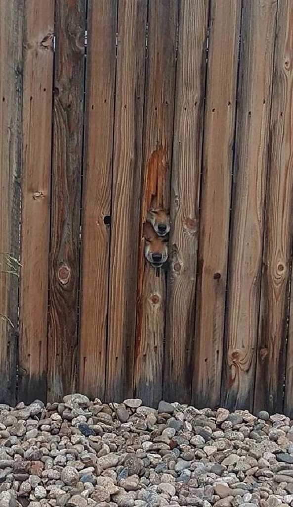 misleading-fence