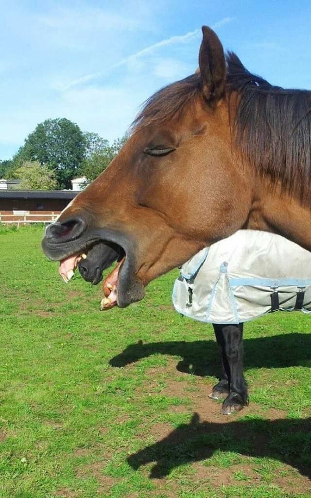 misleading-horse