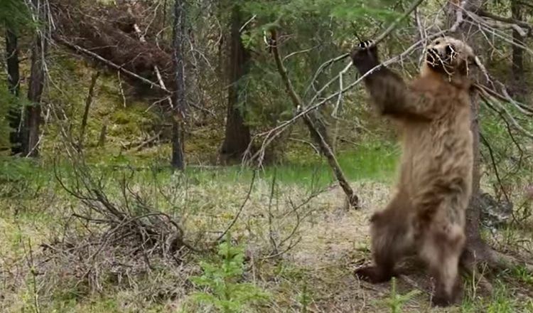 animals-bear