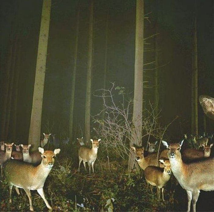 animals-meeting