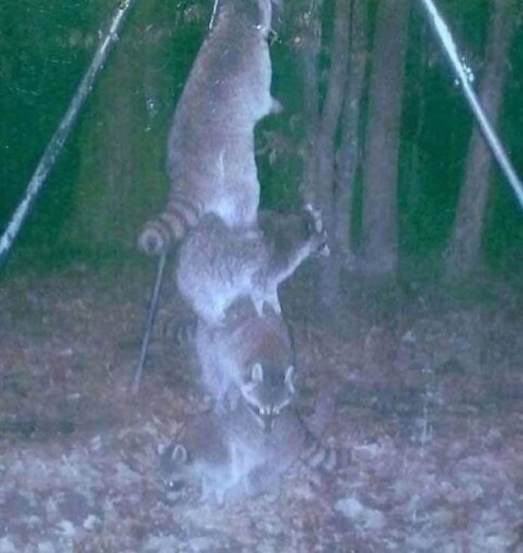 animals-raccoons
