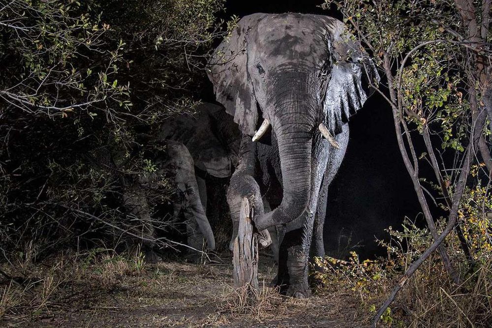 animals-elephant