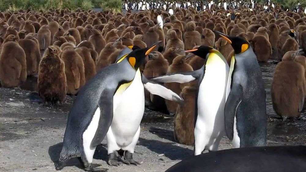 animals-penguins
