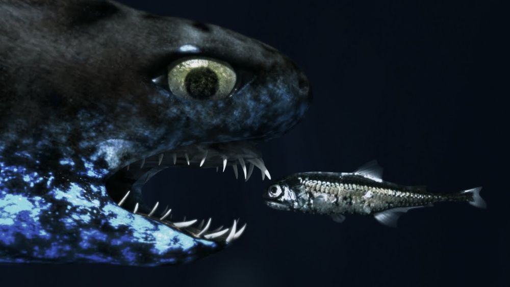 shark