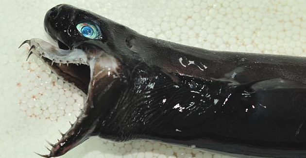 shark