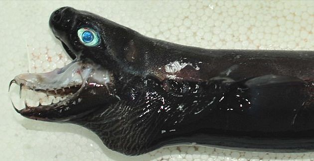 shark