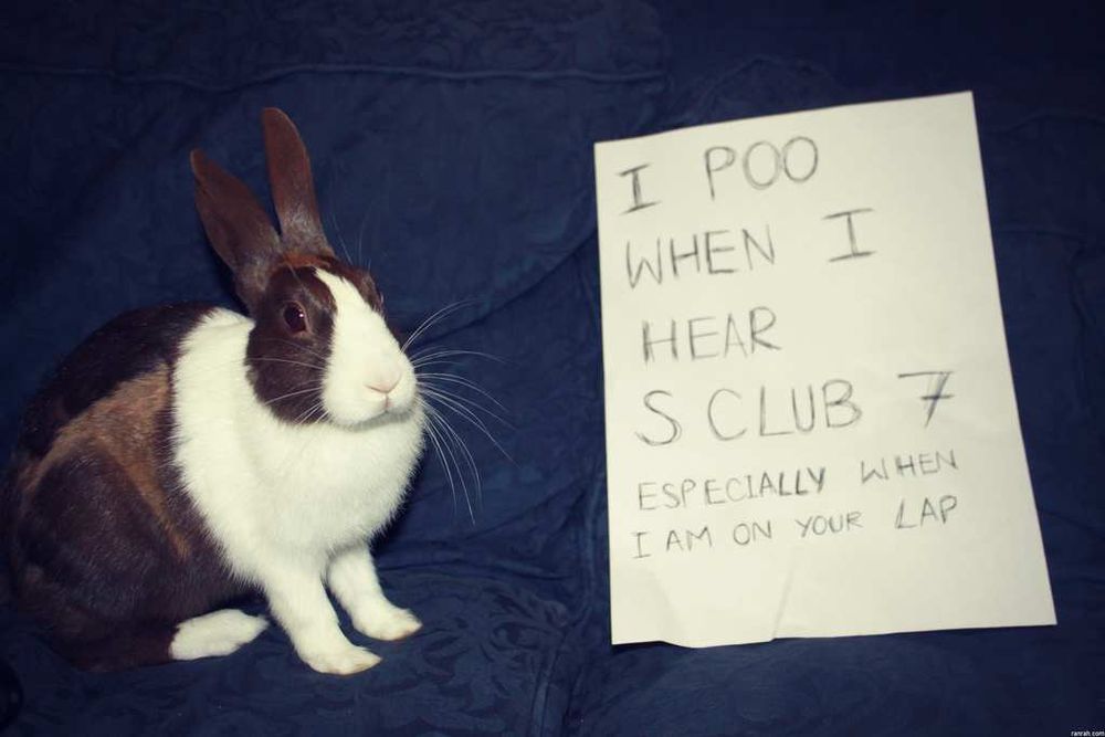 pet 50