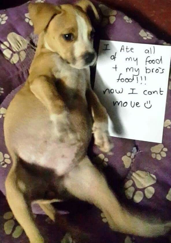 pet 48