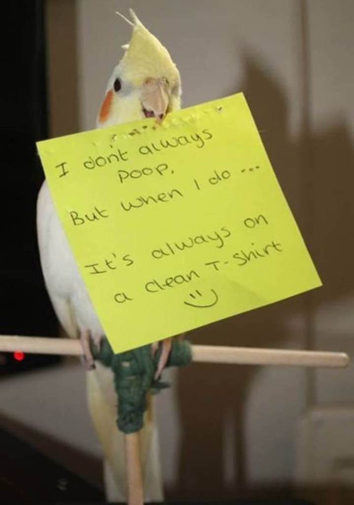pet 11