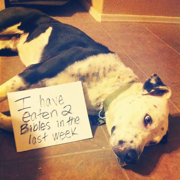 pet 10