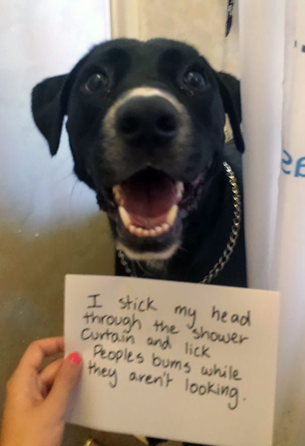 pet 9