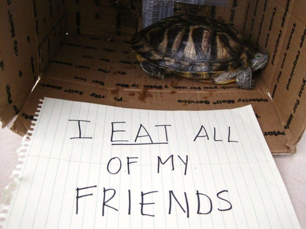 pet 7