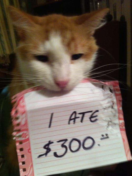 pet 5