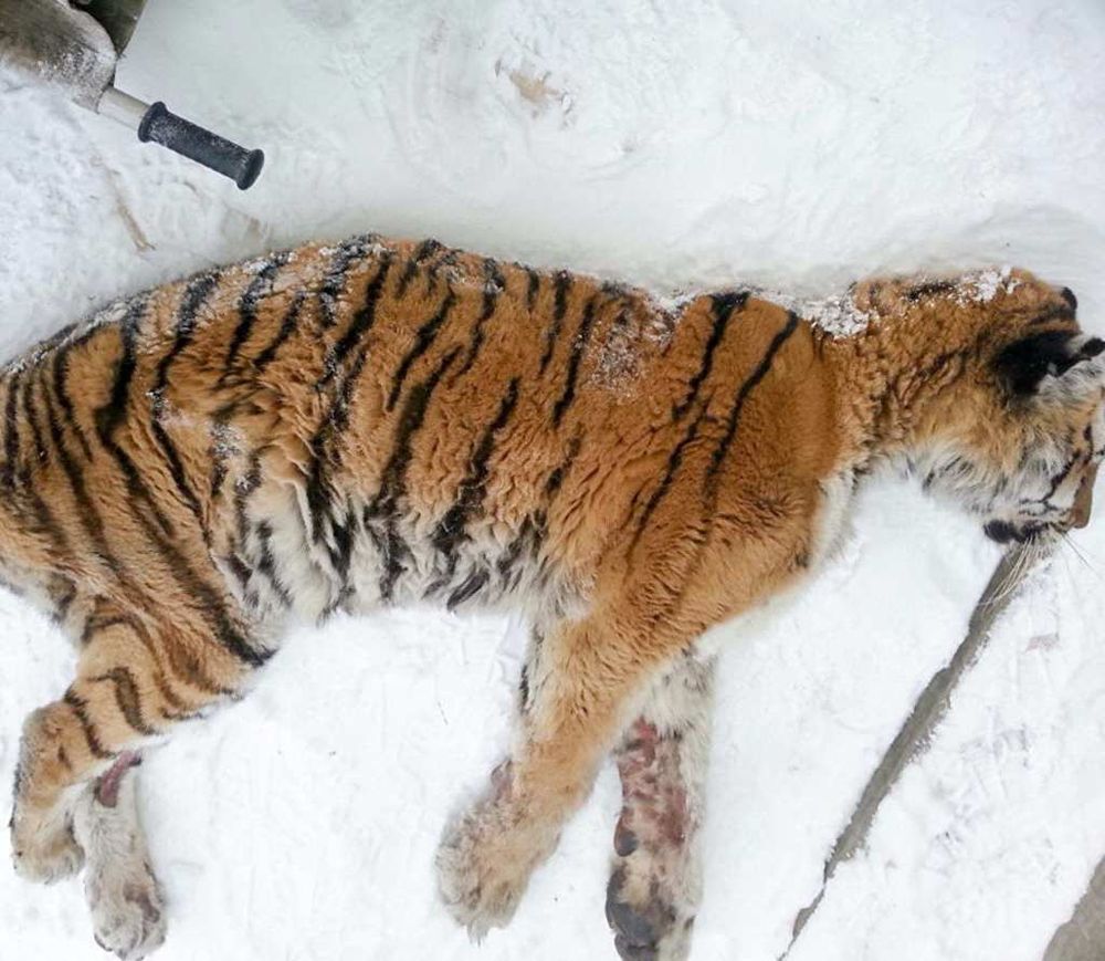 tigress 3